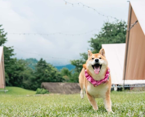 一隻戴著粉紅色項圈的柴犬在草地上奔跑，背景為露營帳篷與自然營地，呈現寵物友善露營情境