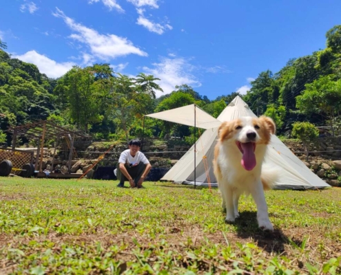 寵物友善露營區草地活動空間，狗狗在營地前方自在奔跑，後方設有白色帳篷與遮陽天幕，環境開闊、山林環繞，適合攜帶寵物一同露營體驗