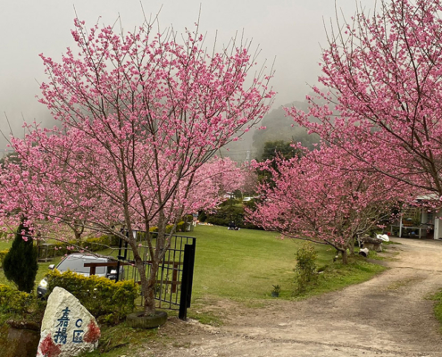 山景露營區春季帳篷景觀，草地上搭設米色帳篷，周圍盛開櫻花樹，環境清幽自然，提供舒適安靜的戶外露營體驗