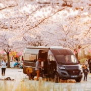 櫻花盛開的林蔭大道下，一台深色露營車停在花海中，周圍有家庭與遊客散步拍照，小朋友在櫻花樹下玩耍，夕陽金色光線灑落，呈現溫馨的櫻花祭露營氛圍。