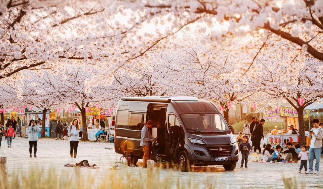 櫻花盛開的林蔭大道下，一台深色露營車停在花海中，周圍有家庭與遊客散步拍照，小朋友在櫻花樹下玩耍，夕陽金色光線灑落，呈現溫馨的櫻花祭露營氛圍。